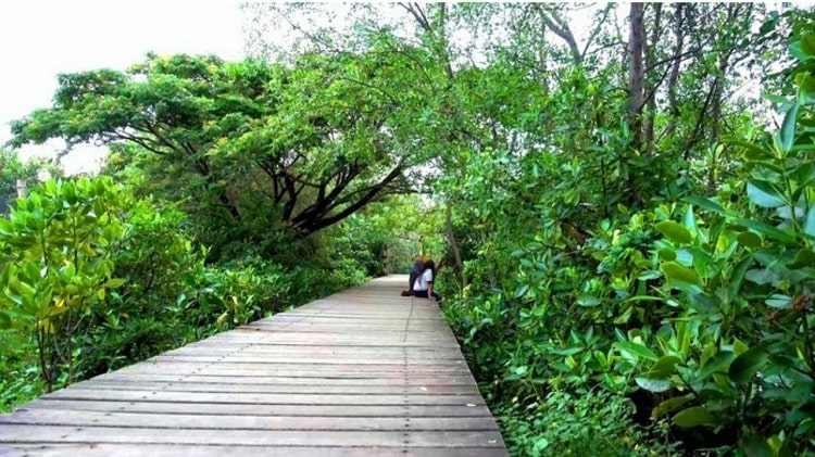  Hutan Mangrove Sebauk
