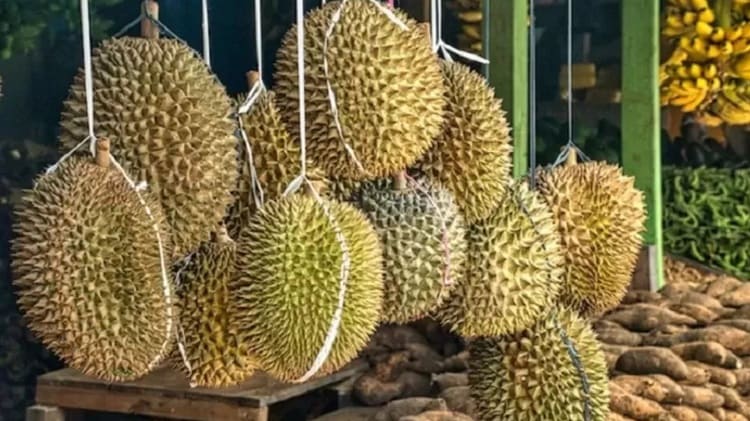 Durian Rejang